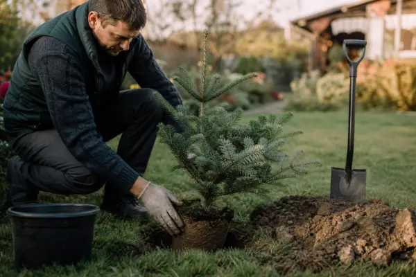 Brad de Crăciun (Abies nordmanniana) – plantare și îngrijire pas cu pas