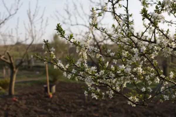 Prun (Prunus domestica) – condiții de creștere, plantare și îngrijire
