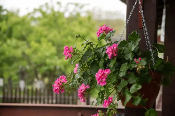 Mușcata curgătoare (Pelargonium peltatum) – plantare și îngrijire pas cu pas