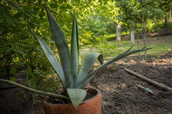 Agave americana – ghid practic de plantare și îngrijire