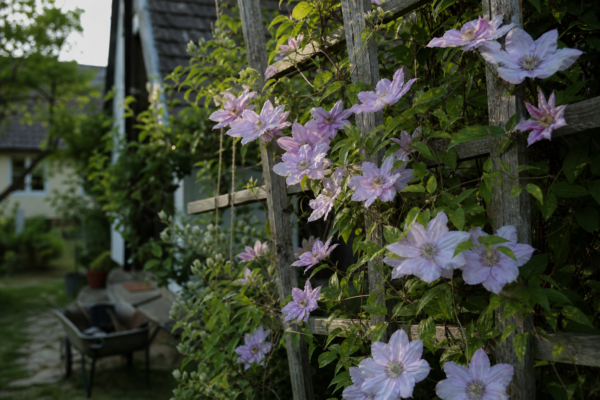Clematis – ghid practic de plantare și îngrijire