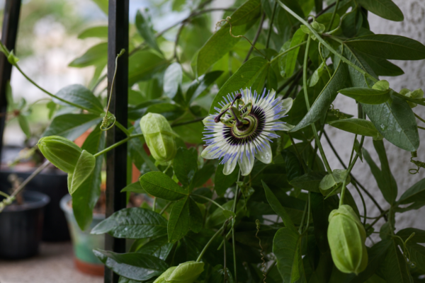 Floarea pasiunii (Passiflora caerulea): ce condiții cere și cum o îngrijești