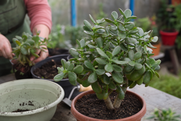 Arborele de jad (Crassula ovata): cum se plantează și cum se îngrijește corect
