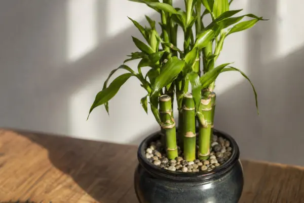 Bambusul norocos (Dracaena sanderiana): condiții de creștere și îngrijire