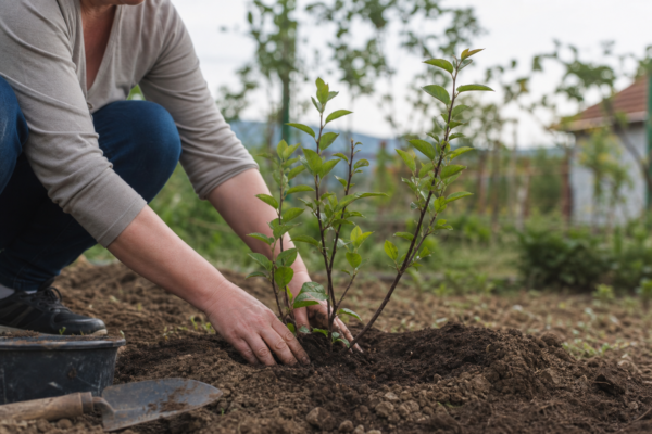 Aronia melanocarpa – plantare și îngrijire pas cu pas