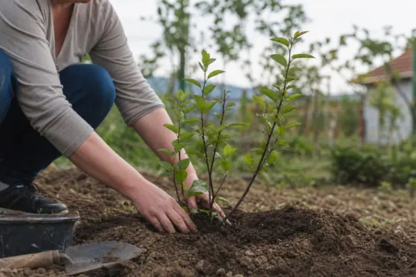 Scoruș negru (Aronia melanocarpa) – plantare și îngrijire pas cu pas