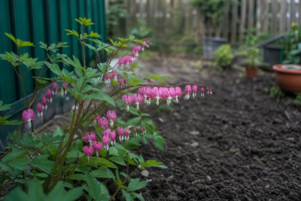 Dicentra spectabilis – tot ce trebuie să știi despre plantare și îngrijire