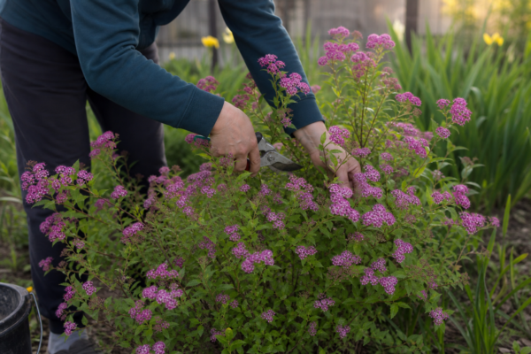 Spiraea japonica – sfaturi de plantare și îngrijire