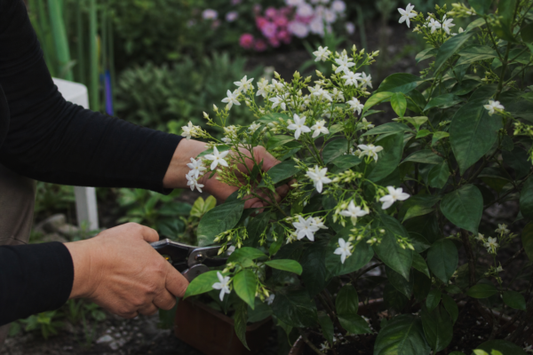 Iasomie (Jasminum officinale) – plantare, udare și întreținere