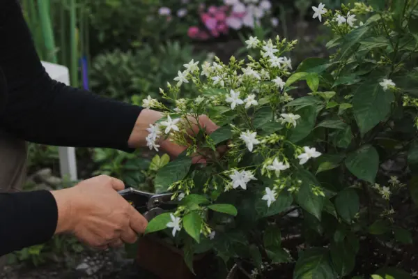 Iasomie (Jasminum officinale) – plantare, udare și întreținere