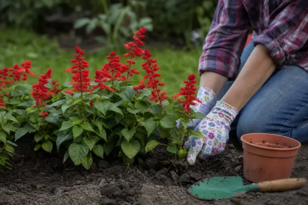 Salvie roșie (Salvia splendens) – plantare și îngrijire pas cu pas