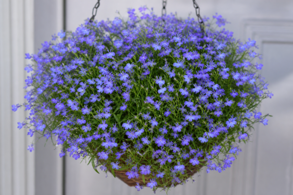 Lobelia (Lobelia erinus): condiții de creștere și îngrijire
