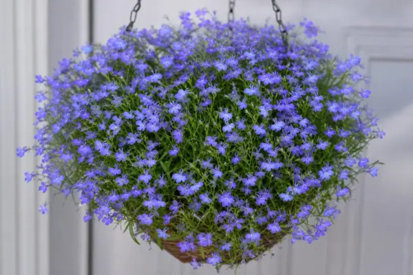 Lobelia (Lobelia erinus): condiții de creștere și îngrijire