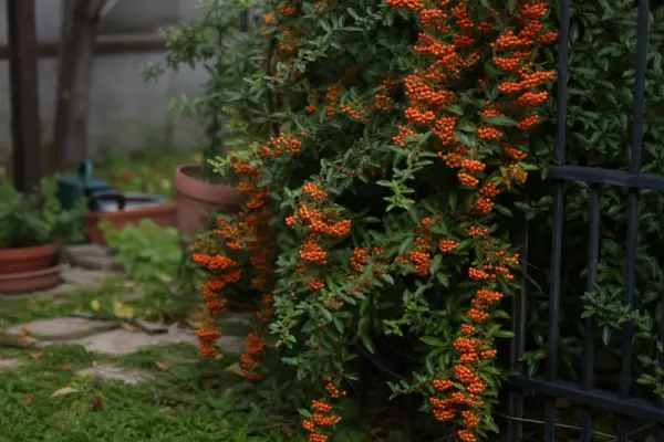 Pyracantha (Pyracantha coccinea) – ghid practic de plantare și îngrijire