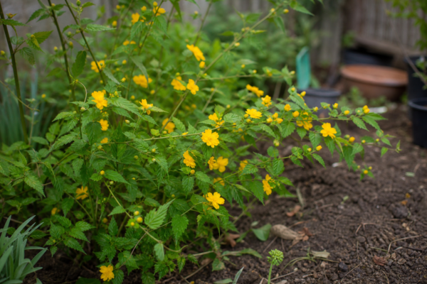 Kerria (Kerria japonica) – ghid complet de cultivare și îngrijire