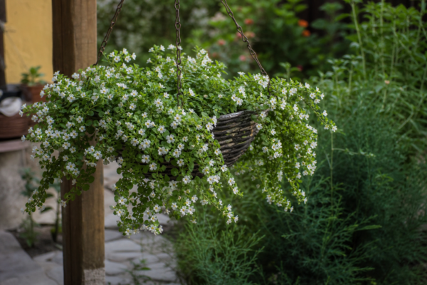 Bacopa (Sutera cordata) – sfaturi de plantare și îngrijire