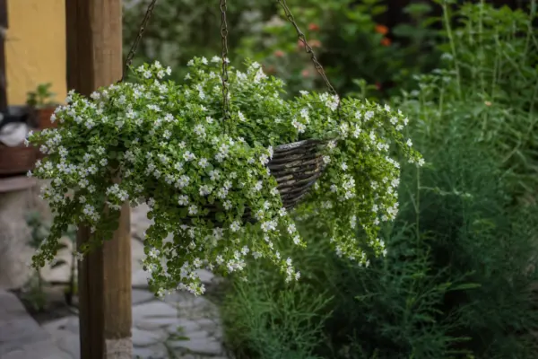Bacopa (Sutera cordata) – sfaturi de plantare și îngrijire