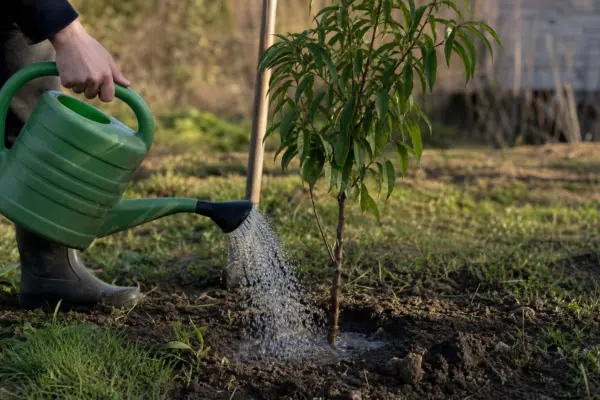 Piersic (Prunus persica) – plantare, udare și întreținere