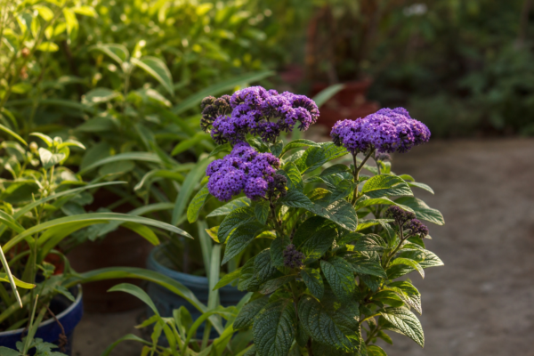 Heliotropium arborescens – sfaturi de plantare și îngrijire