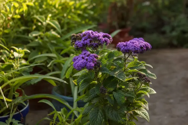 Heliotropium arborescens – sfaturi de plantare și îngrijire