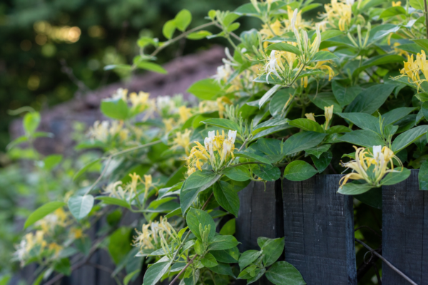 Caprifoi (Lonicera japonica) – ghid complet de cultivare și îngrijire