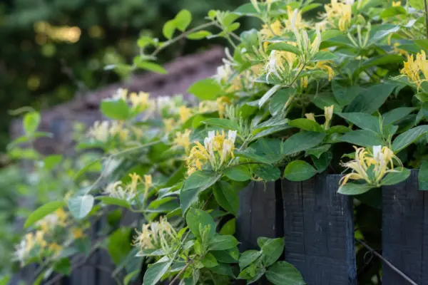 Caprifoi (Lonicera japonica) – ghid complet de cultivare și îngrijire