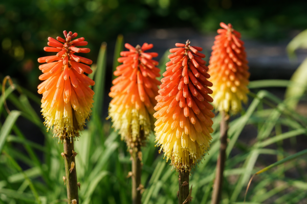 Kniphofia sau torța africană (Kniphofia uvaria): sfaturi de plantare și îngrijire