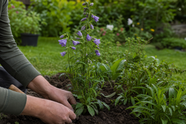 Campanula persicifolia – de la plantare la întreținerea de zi cu zi