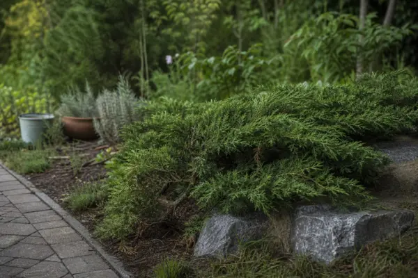 Ienupăr târâtor (Juniperus horizontalis) – ghid complet de cultivare și îngrijire