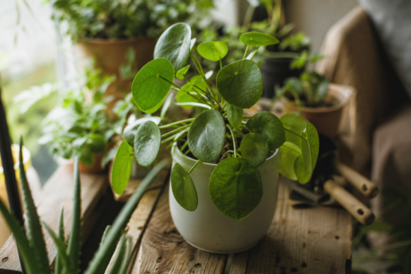 Pilea (Pilea peperomioides) – de la plantare la întreținerea de zi cu zi