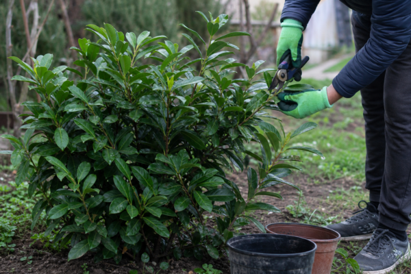 Laurocireș (Prunus laurocerasus) – sfaturi pentru plantare, creștere și întreținere