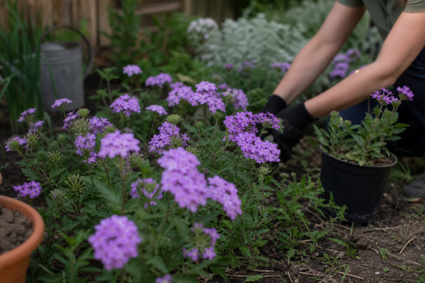 Verbena hybrida – sfaturi pentru plantare, creștere și întreținere