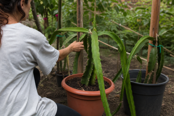 Pitaya (fructul dragonului): cum se plantează și cum se îngrijește corect