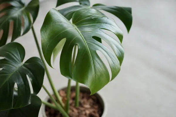 Monstera (Monstera deliciosa): condiții de creștere, plantare și îngrijire