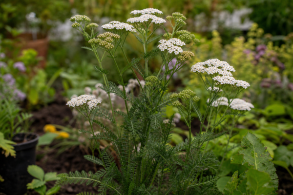 Coada șoricelului (Achillea millefolium) – condiții de creștere, plantare și îngrijire