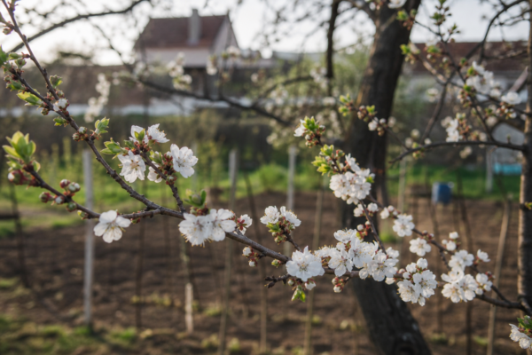 Cais (Prunus armeniaca) – ghid complet de cultivare și îngrijire