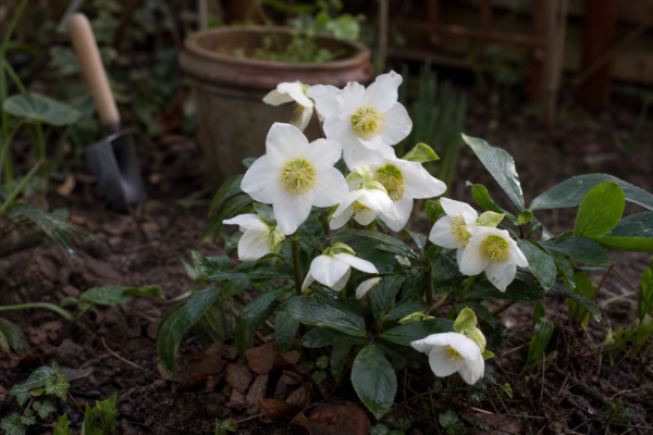 Trandafirul de Crăciun (Helleborus niger) – condiții de creștere, plantare și îngrijire