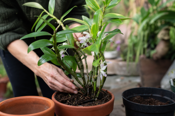 Orhideea Dendrobium (Dendrobium nobile) – ghid complet de cultivare și îngrijire