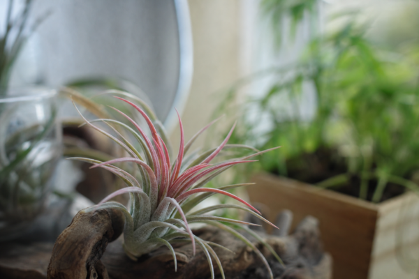 Tillandsia (Tillandsia ionantha) – plantare și îngrijire pas cu pas