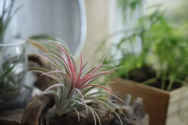 Tillandsia (Tillandsia ionantha) – plantare și îngrijire pas cu pas