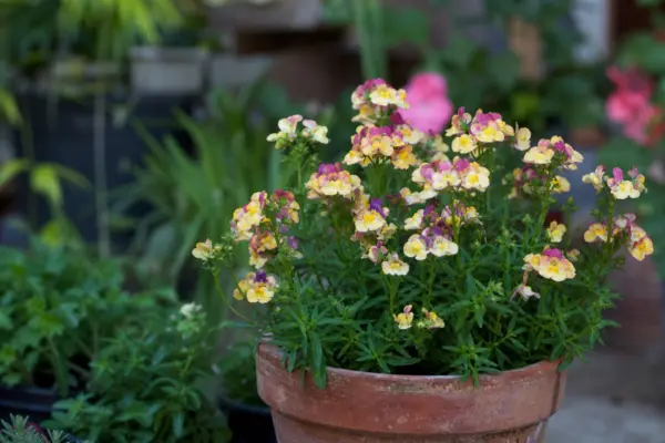 Nemesia strumosa: ce condiții cere și cum o îngrijești