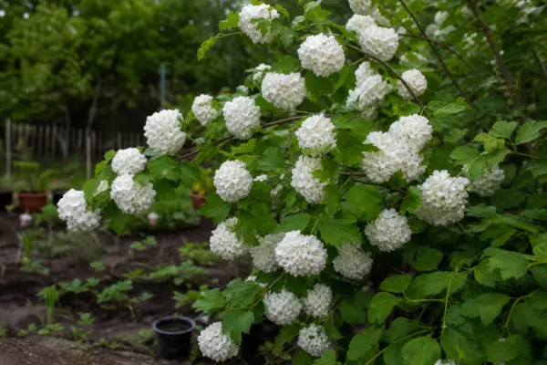 Călin (Viburnum opulus) – plantare, udare și întreținere