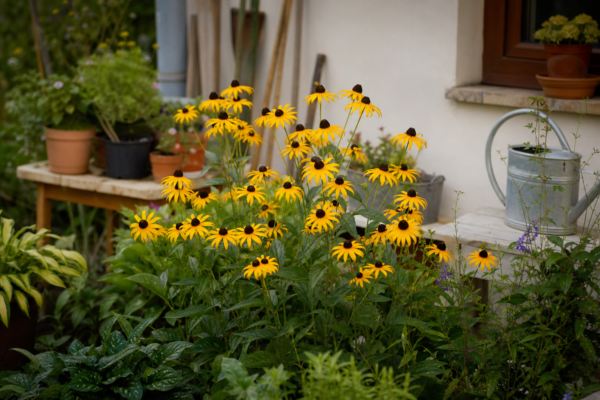 Rudbeckia hirta – condiții de creștere, plantare și îngrijire