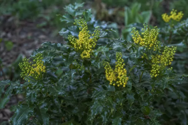 Mahonia (Mahonia aquifolium) – plantare, îngrijire și greșeli de evitat
