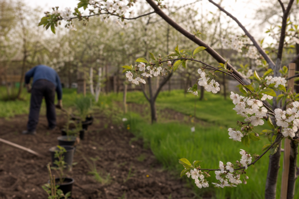 Cireș (Prunus avium) – sfaturi pentru plantare, creștere și întreținere