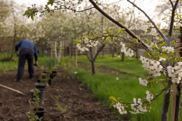 Cireș (Prunus avium) – sfaturi pentru plantare, creștere și întreținere