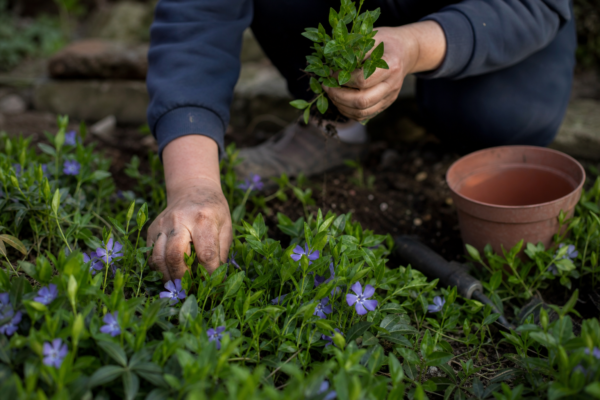 Saschiu (Vinca minor) – sfaturi pentru plantare, creștere și întreținere