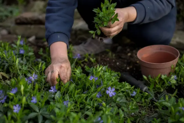Saschiu (Vinca minor) – sfaturi pentru plantare, creștere și întreținere