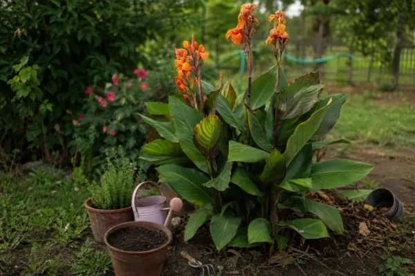 Trestie indiană (Canna indica) – sfaturi de plantare și îngrijire