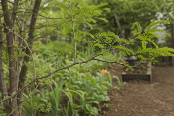 Glădiță (Gleditsia triacanthos) – condiții de creștere, plantare și îngrijire